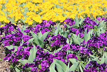 【GWの渋滞でも安心のトイレ付きバス利用確約コース/新宿・池袋発】圧巻のあしかがフラワーパーク大藤棚ライトアップ!3